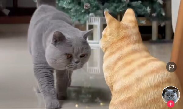 Video Kucing Diprank Pemiliknya, Cara Jalannya Siap Bertarung