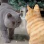 Kucing emosi