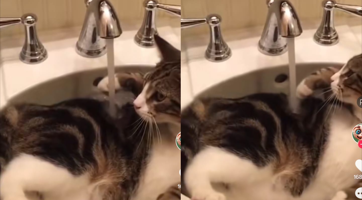 Kucing mandi