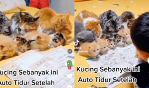 Video Kucing Belajar Bareng dengan Bocah, Sampai Ketiduran