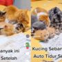 Kucing belajar