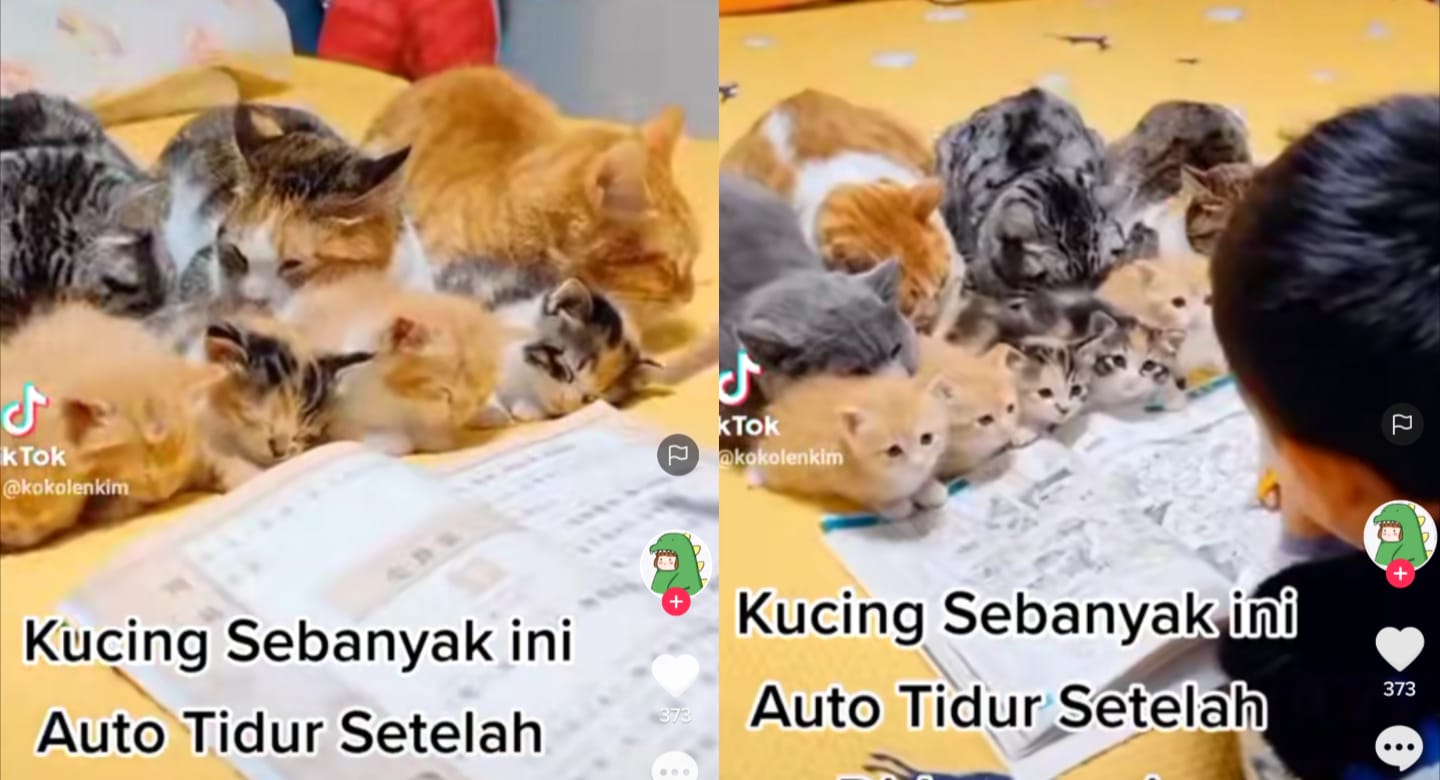 Kucing belajar