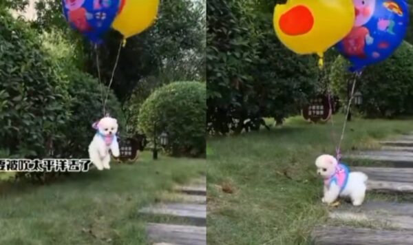 Video Anjing Bermain Balon, Bisa Terbang ke Angkasa