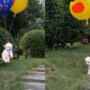 Anjing terbang