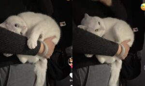 Video Kucing yang Ingin Dimanja Pemiliknya, Lucu Banget