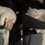 Kucing manja