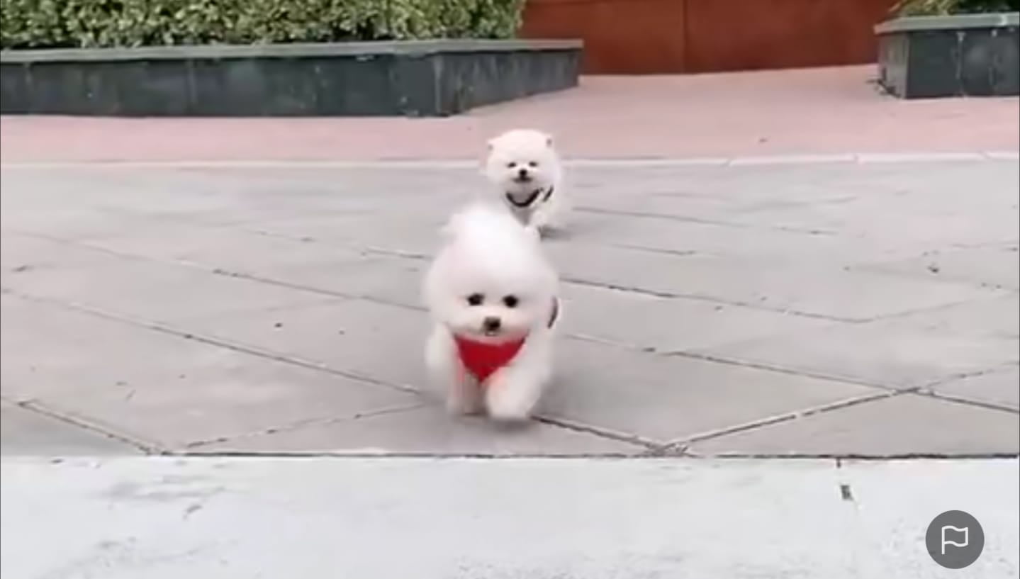 Anjing bermain