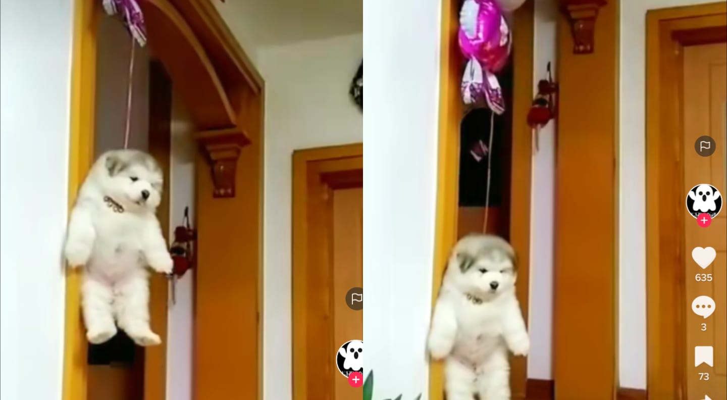 Anjing terbang