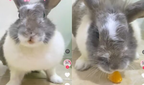 Kelinci Ini Lucu Banget Saat Makan Jeruk, Penuh Drama