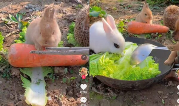 Kelinci Ini Bantu Pemiliknya Masak Sayur, Pintar Banget