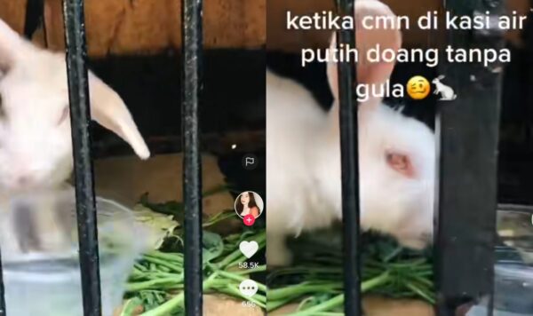 Tingkah Lucu Kelinci Saat Dikasih Minum Air Tanpa Gula, Langsung Ngamuk