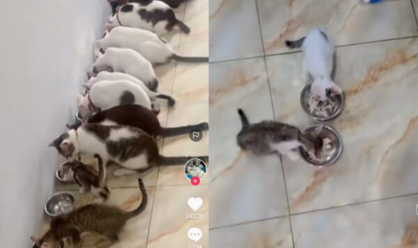 Video Pasukan Kucing Makan Bareng Berdampingan, Bak Bukber