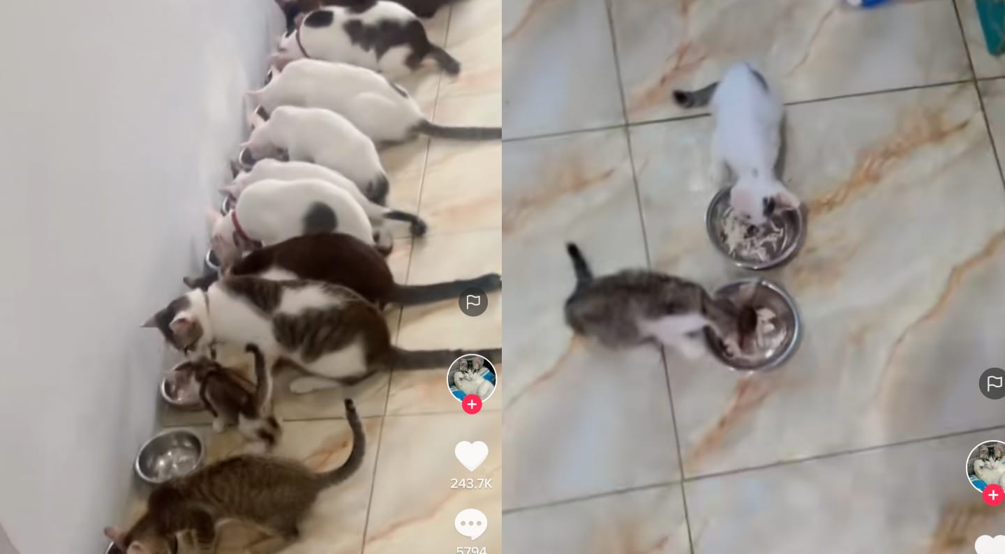 Kucing makan
