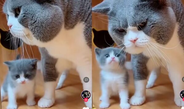 Video Kucing Saat Bermain Bareng Ibunya, Gemasin Banget