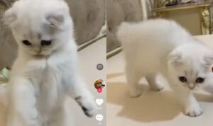 Kucing Ini Senang Hingga Kegirangan Saat Bermain dengan Pemiliknya, Lucu Banget