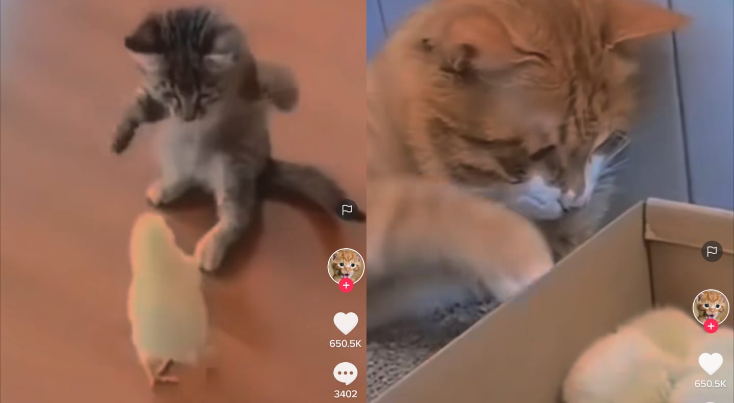 Kucing bermain