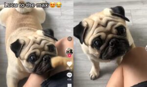 Video Anjing Saat Minta Makanan Kepada Pemiliknya, Lucu Banget