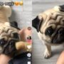 Anjing pintar