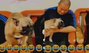 Video Anjing Yang Nantang Anjing Lain Saat Dekat Pemiliknya, Endingnya Bikin Ngakak