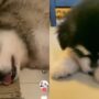 Anjing lucu