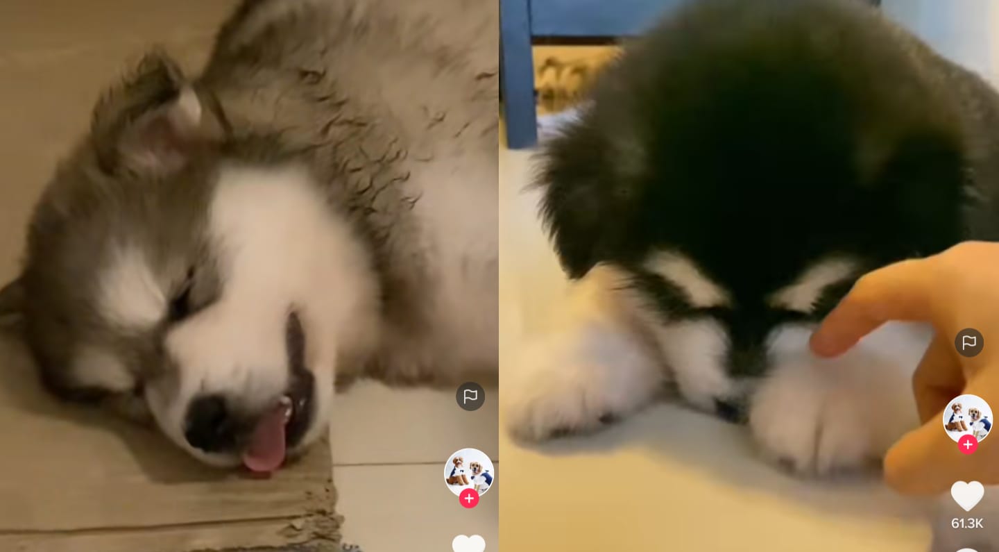 Anjing lucu