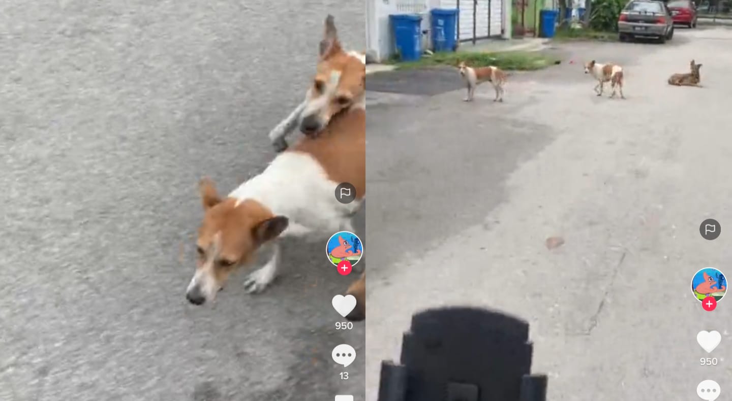 Anjing galak