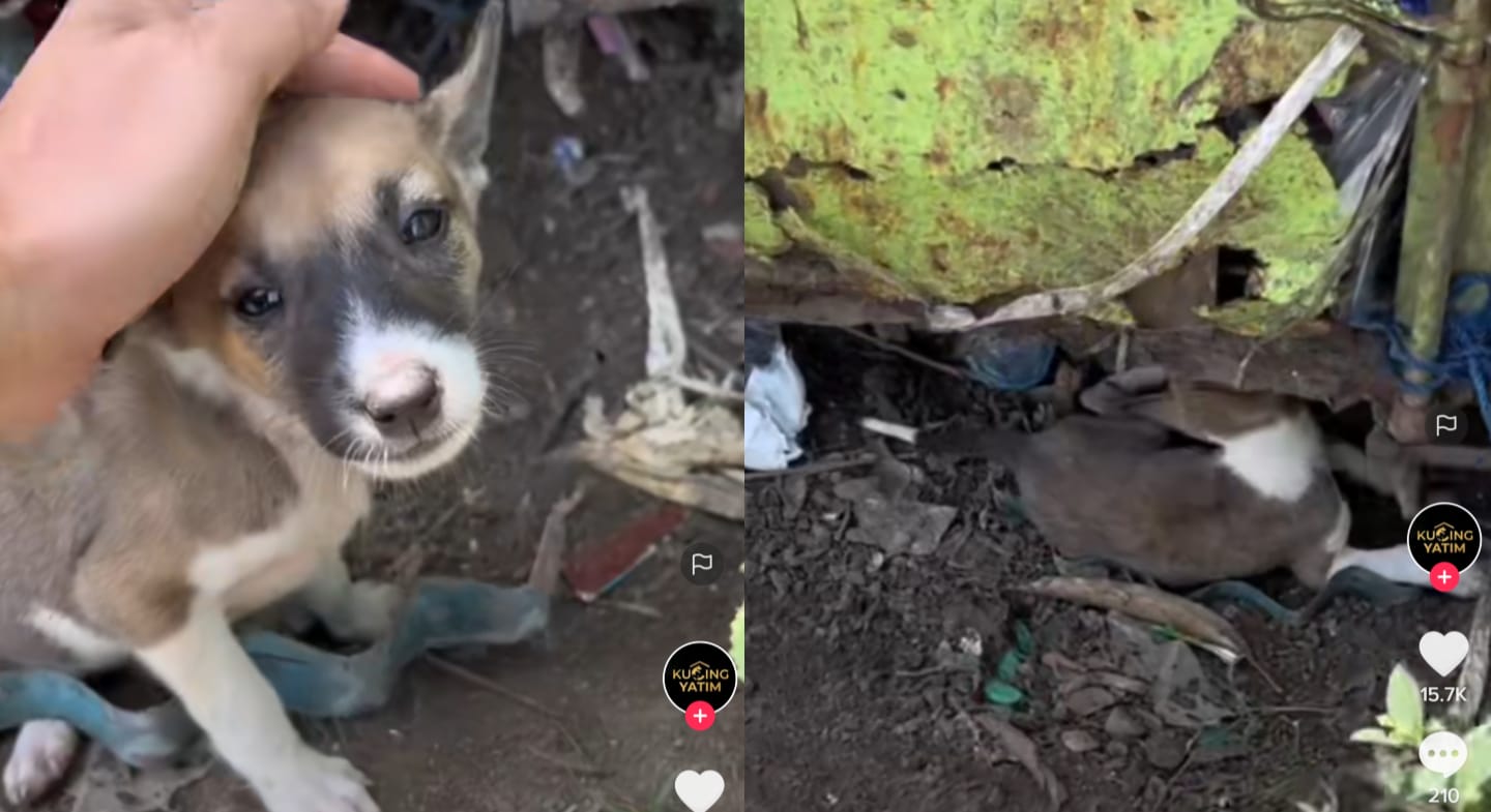 Anjing kelaparan