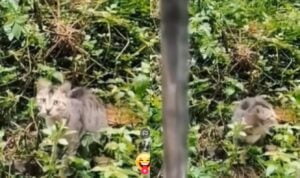 Ekspresi Kucing Ini Saat Digoda Seseorang, Bikin Ngakak