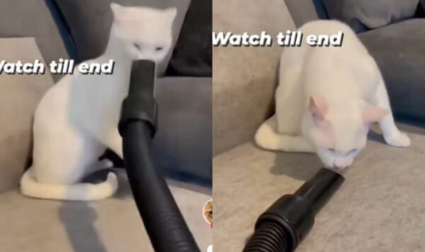 Video Kucing Asyik Bermain Penyedot Debu, Endingnya Bikin Ngakak