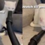Kucing bermain