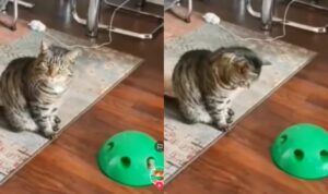 Ekspresi Kucing yang Lagi Badmood Bermain, Sadar Diri Udah Besar