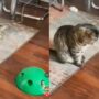Kucing bermain