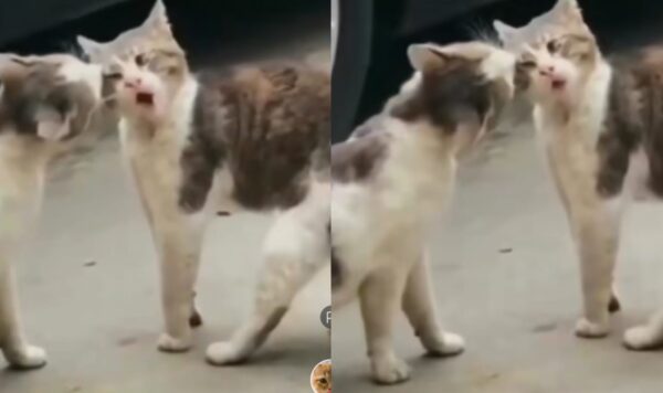 Video Dua Kucing Saat Bertarung, Seru Banget