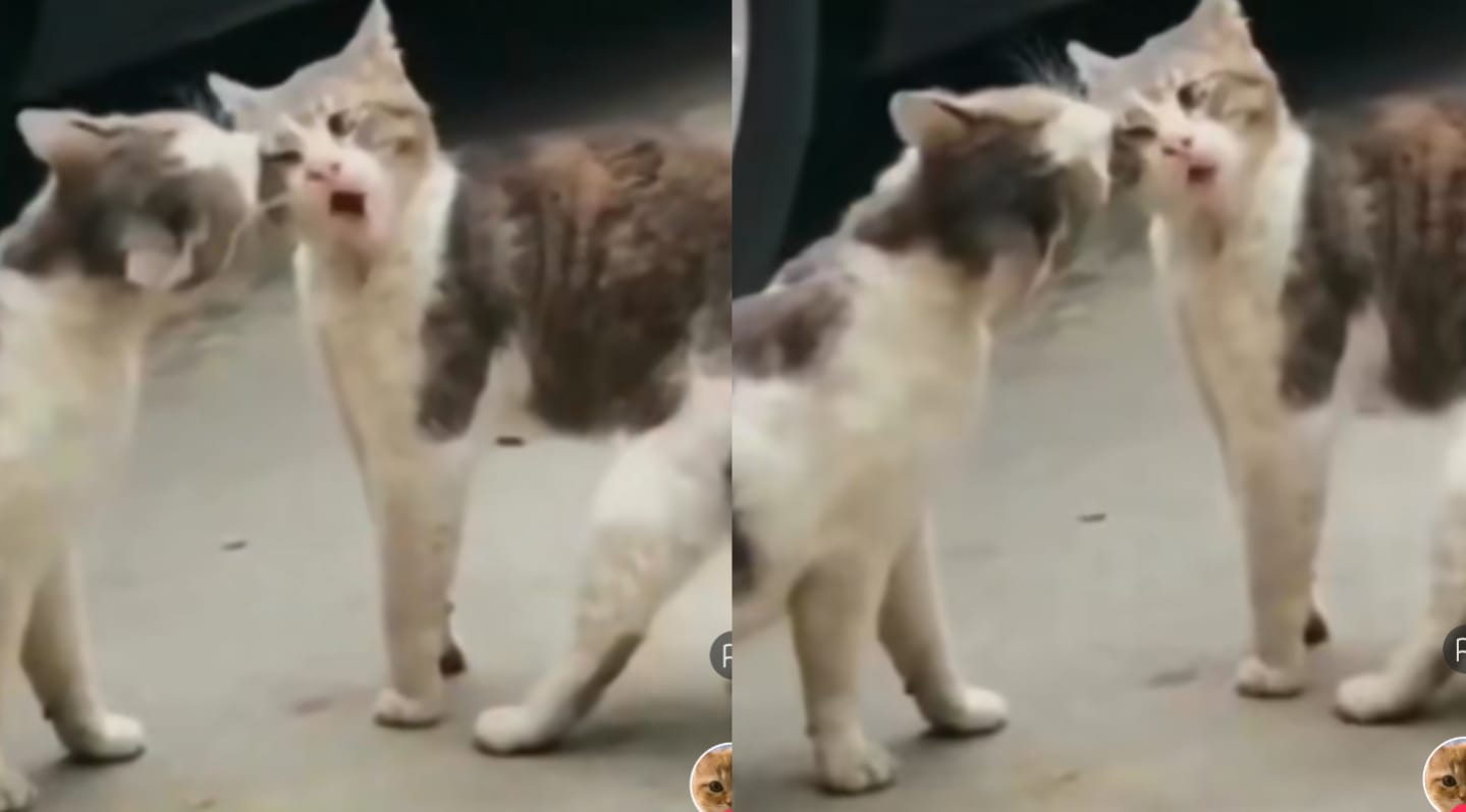 Kucing berkelahi