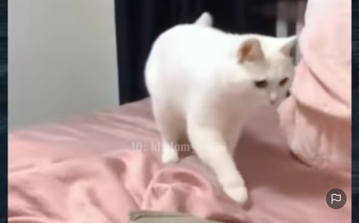 Kucing joget