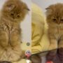 Kucing lucu