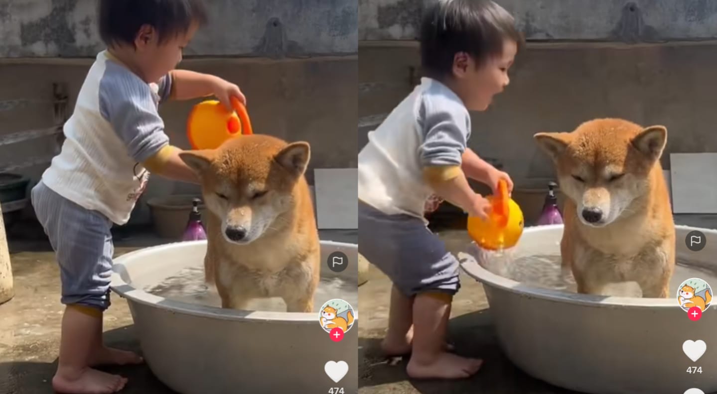 Anjing mandi