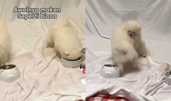 Video Anjing Lucu Bertengkar, Alasannya Bikin Geleng-Geleng Kepala