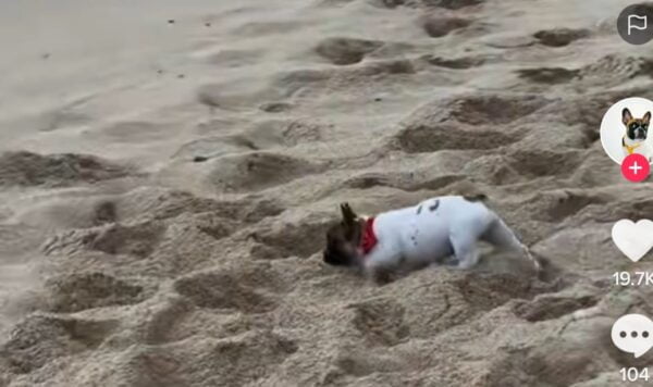 Video Anjing Bermain Kejar-Kejaran, Endingnya Bikin Kasihan