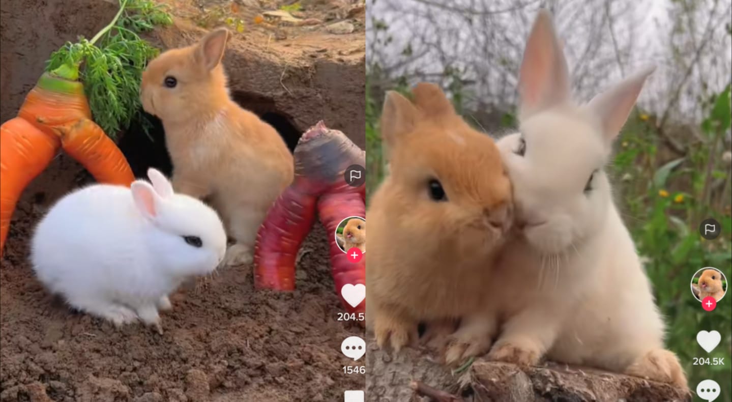Kelinci lucu