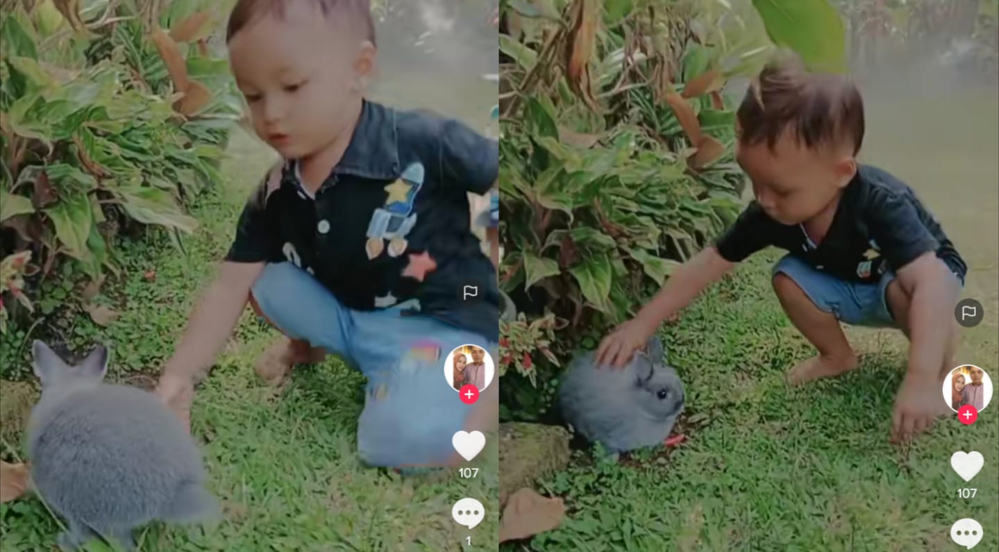 Kelinci bermain