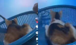 Video Kucing Asyik Bermain Roller Coster Virtual, Kocak Abis