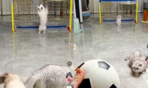 Video Kucing Asyik Main Sepak Bola, Kucing Oren Pemain Terbaik