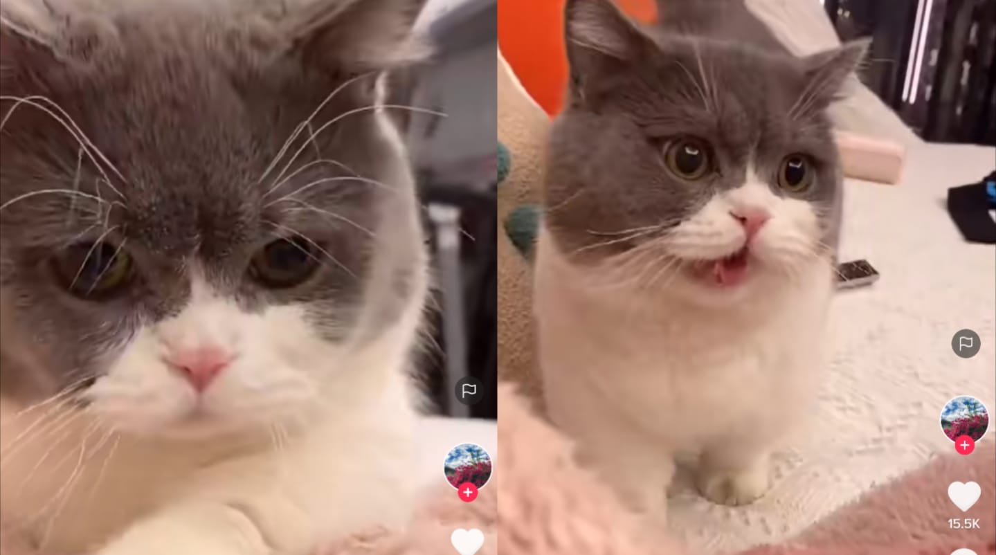 Kucing manja