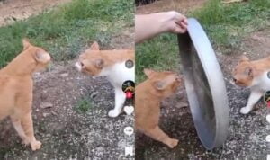 Video Kucing Ini Diadu Untuk Bertengkar, Serem Banget