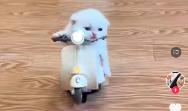 Video Kucing Asyik Main Skuter Mini, Endingnya Bikin Ngakak