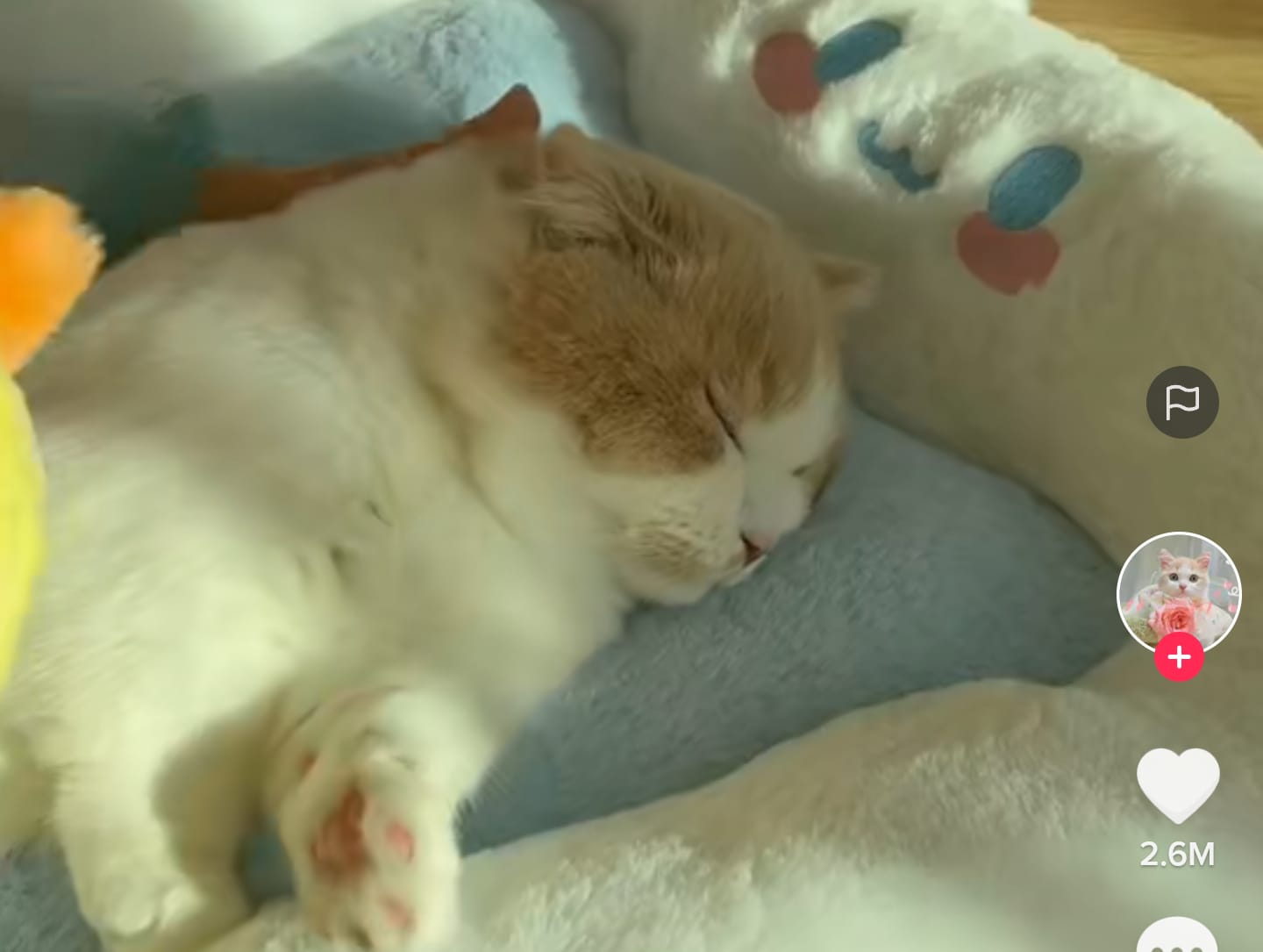 Kucing lucu