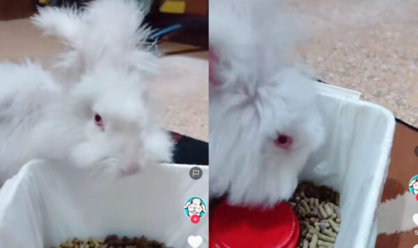 Video Kelinci Gesit Saat Dengar Makanannya Sudah Siap Ini Sukses Curi Perhatian