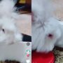Kelinci makan