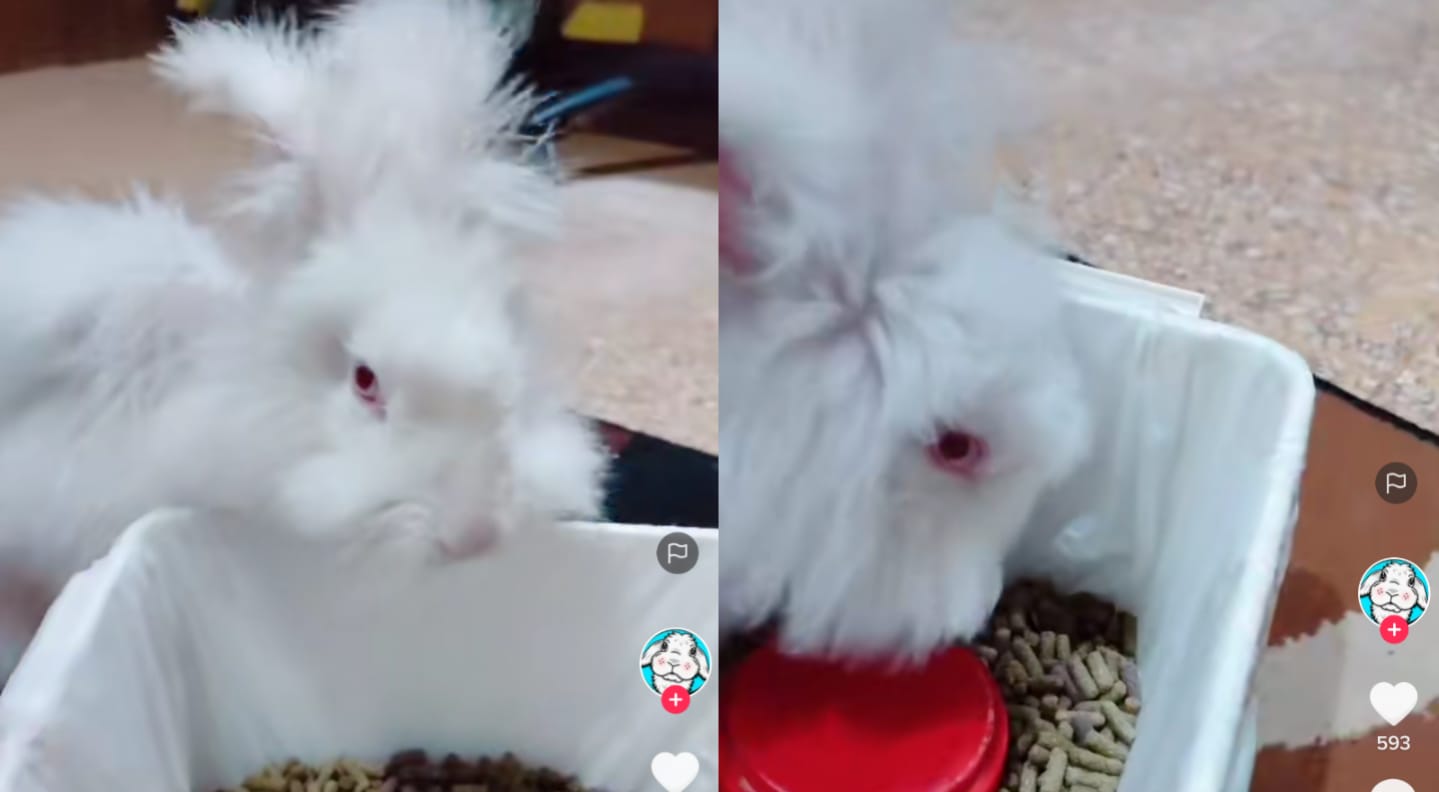 Kelinci makan